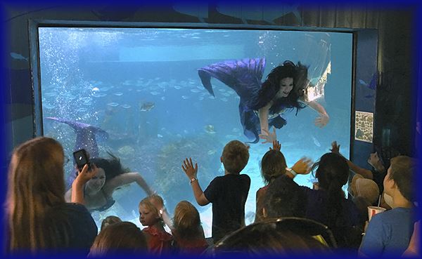 Blue Mermaid Designs