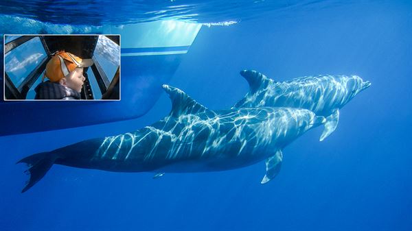 Capt. Dave's Dana Point Dolphin & Whale Watching Safari