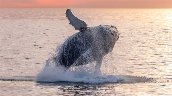 Capt. Dave's Dana Point Dolphin & Whale Watching Safari
