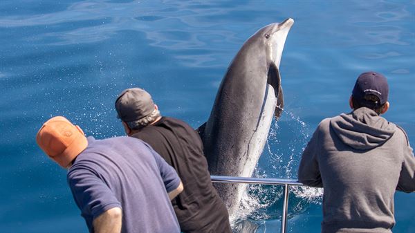 Capt. Dave's Dana Point Dolphin & Whale Watching Safari