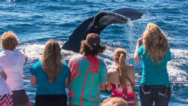 Capt. Dave's Dana Point Dolphin & Whale Watching Safari