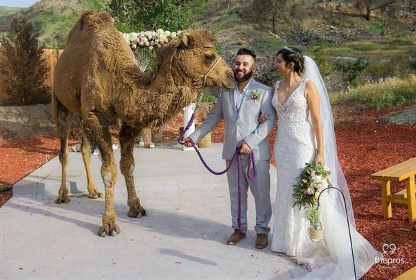 Weddings at Reptacular Animals Ranch in the Forest