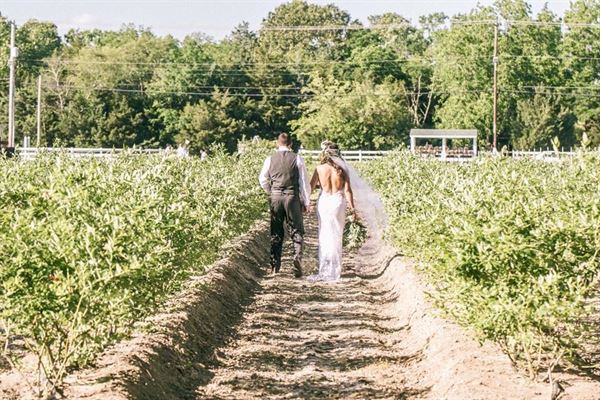 DiMeo Farms & Blueberry Plants Nursery