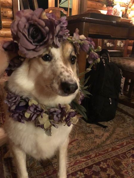 Vineyard View Celebrations