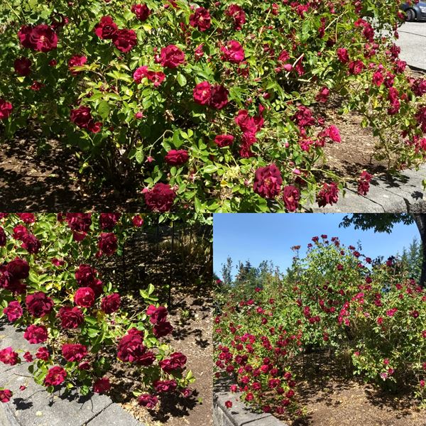 Hatzic Meadows wedding ceremony site