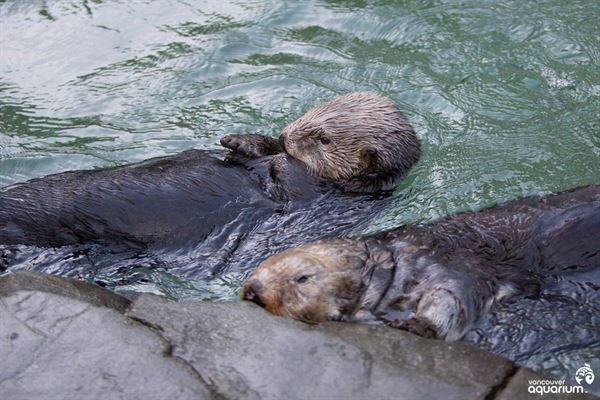 Vancouver Aquarium