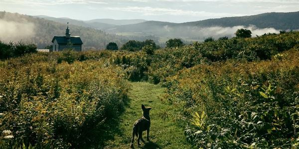 Dog Mountain, Home of Stephen Huneck Gallery
