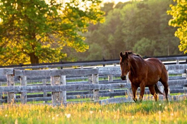 Stonewood Riding Academy