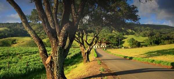 Hanna Winery & Vineyard