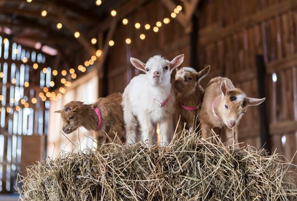 Gilbertsville Farmhouse