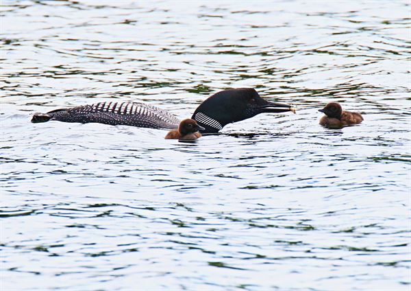 Rideout's Lodge & Cabins