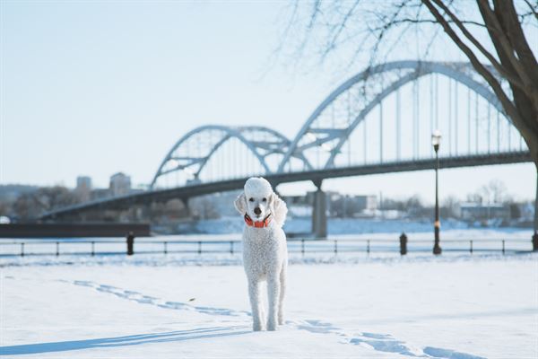 Brennen Tope Photography