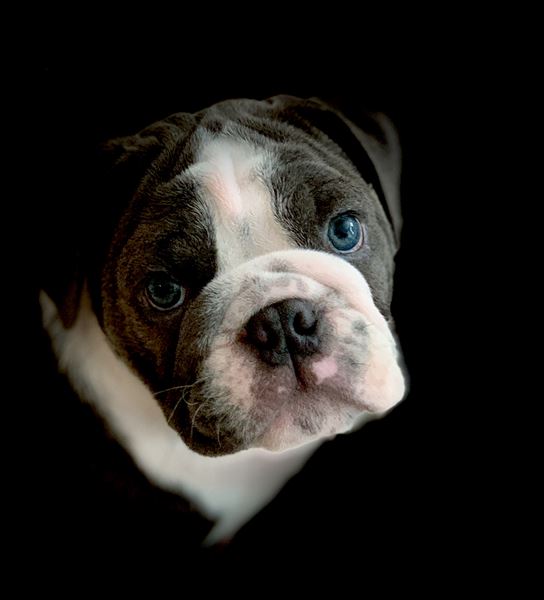 Deviant Lens Photography