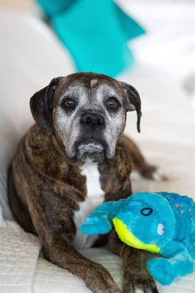 Deviant Lens Photography