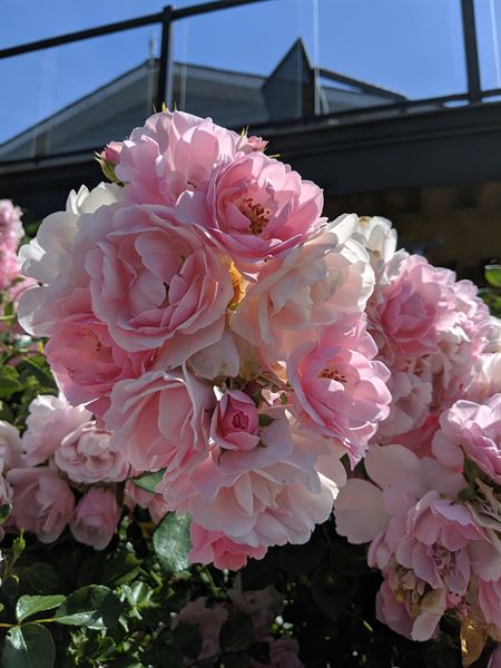 Hatzic Meadows wedding ceremony site