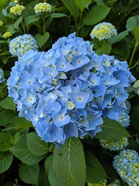 Hatzic Meadows wedding ceremony site