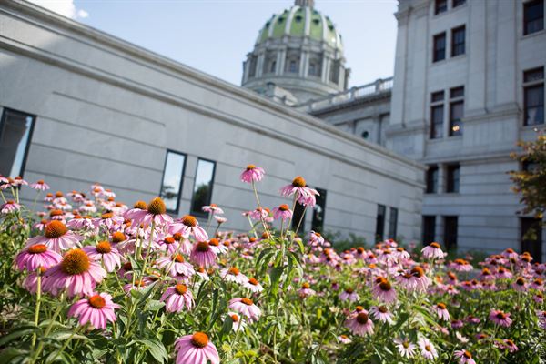 Temple University Harrisburg