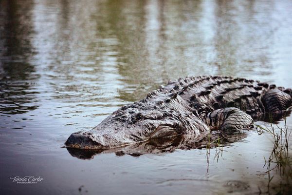 Lightsey Family Ranch