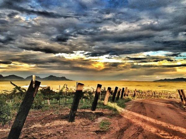 Arizona Hops and Vines