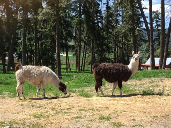 The Llama Sanctuary