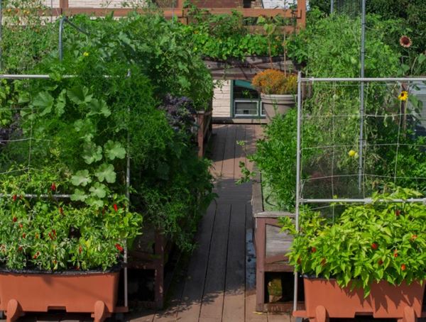 Uncommon Ground-Edgewater