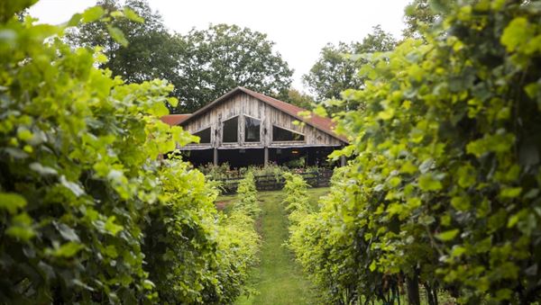 The Vineyard at High Holly