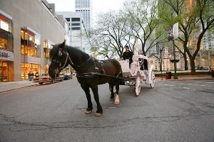 Chicago Horse & Carriage LTD