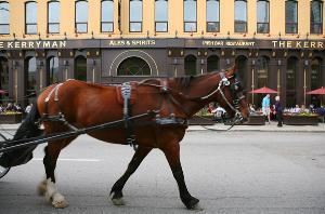 Chicago Horse & Carriage LTD