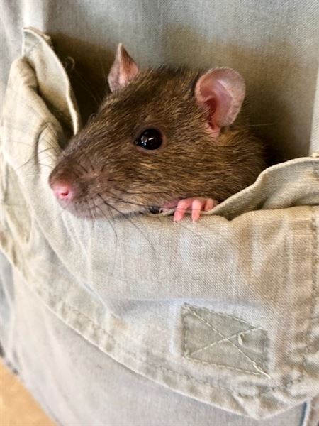 Learn Nature/Party Animals