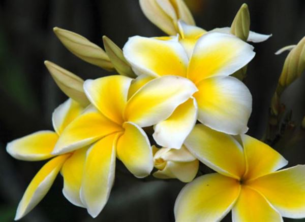 Smith's Tropical Paradise