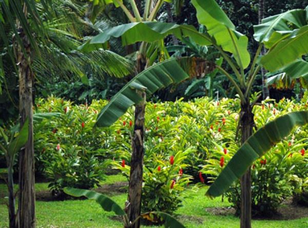 Smith's Tropical Paradise