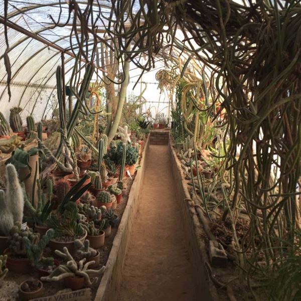 Moorten Botanical Garden