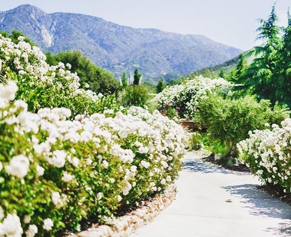 Serendipity Garden Weddings