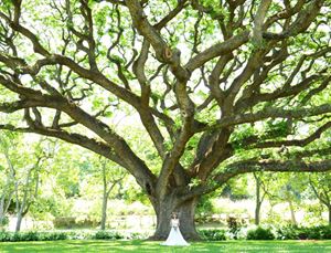 The Kamana'iki Tree & Mound