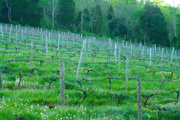 Stone Brook Vineyards & Winery