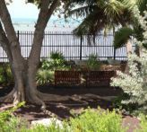 Under the Almond Tree