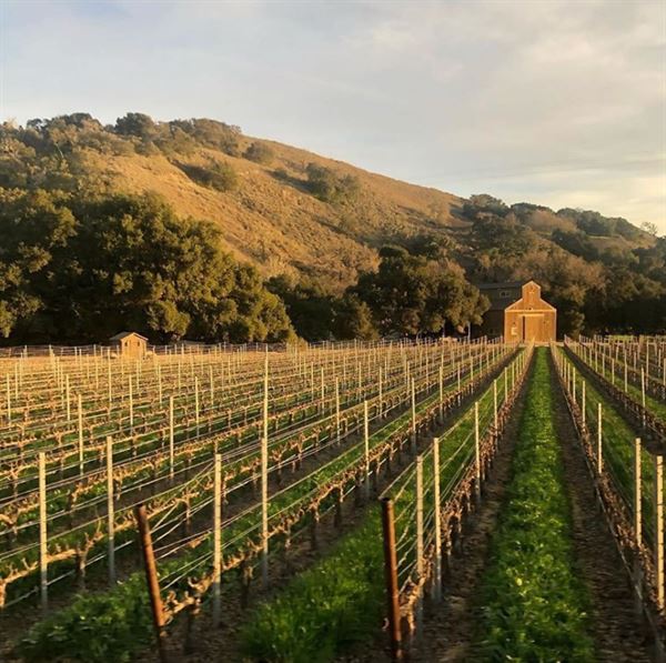 Grassini Family Vineyards