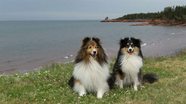 PEI Seabreeze Weddings