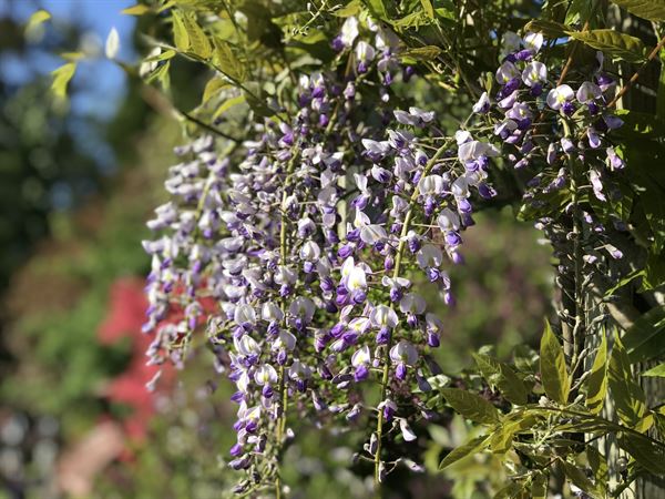 Wisteria Gardens LLC