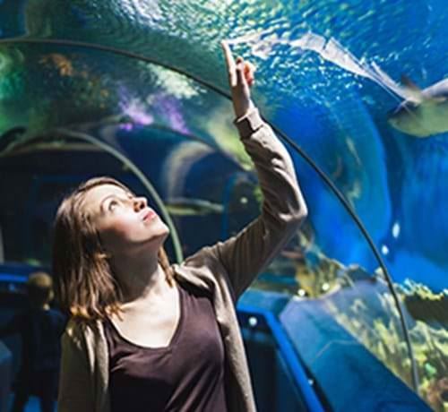 SEA LIFE Arizona Aquarium