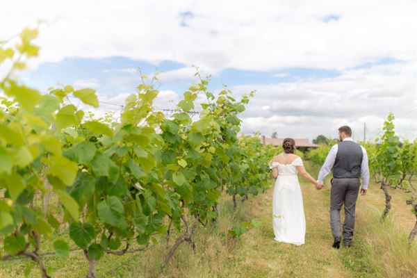 Vinoscenti Vineyards