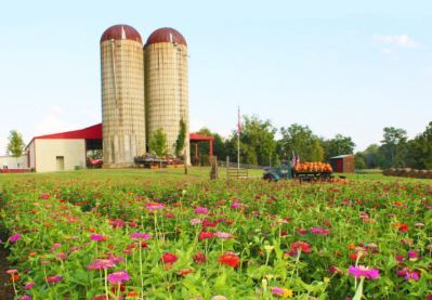 Southern Belle Farms