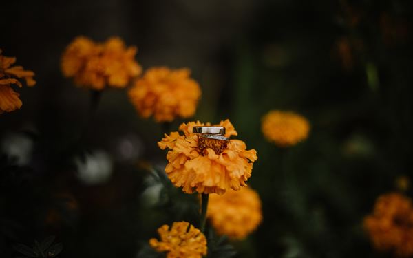 Linen and Sage Photography