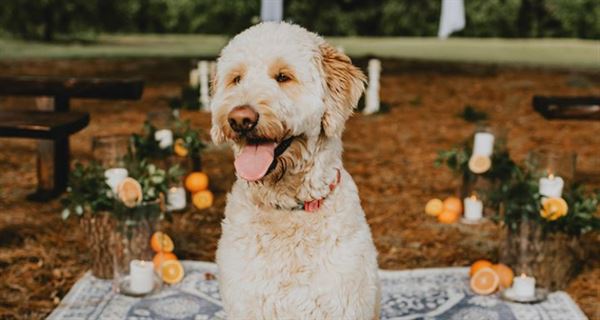 Goldenbear Event Rentals