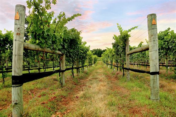 Harvest Ridge Winery