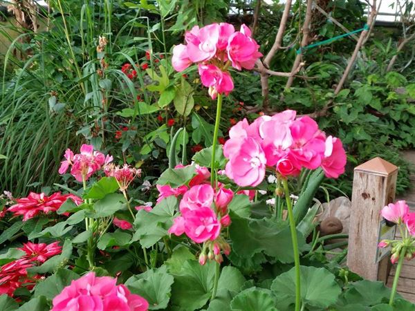 Western Colorado Botanical Gardens & Butterfly House