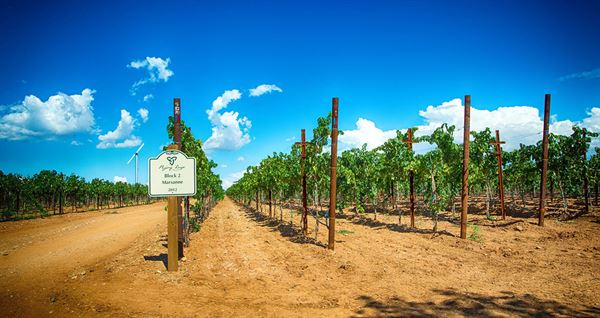 Flying Leap Vineyards and Distillery