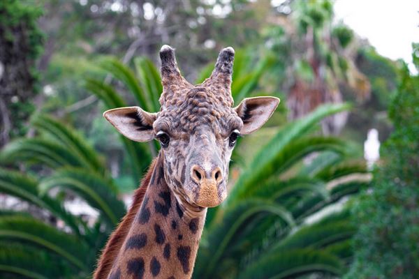 Santa Barbara Zoological Gardens
