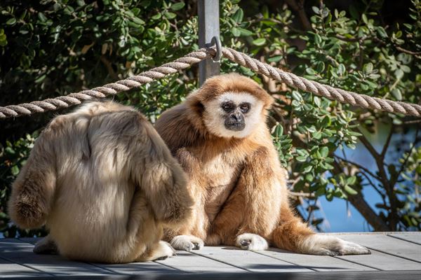 Santa Barbara Zoological Gardens