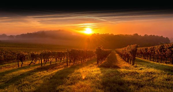 The Vineyard and Brewery at Hershey